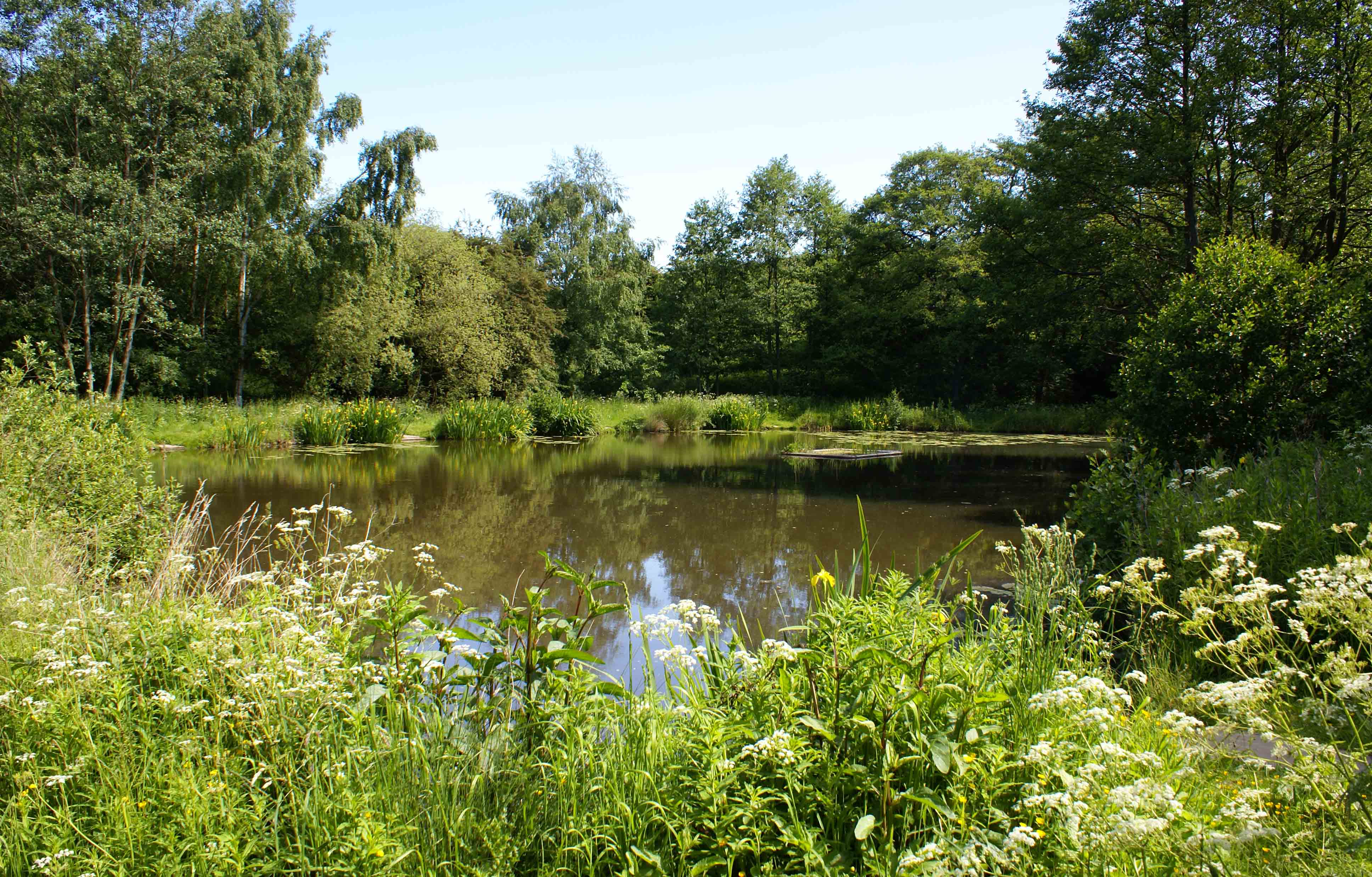 new-pond-thumb